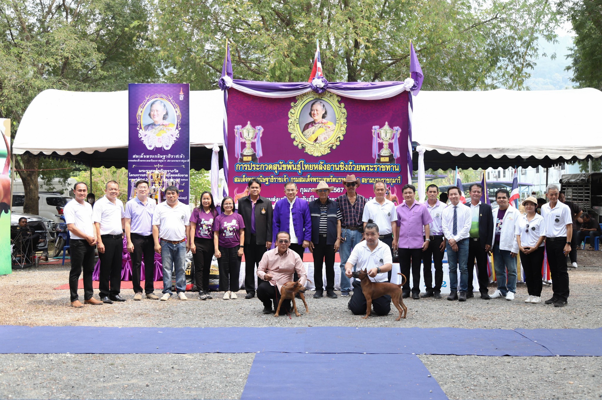 ภาพบรรยากาศการประกวดสุนัขพันธุ์ไทยหลังอานชิงถ้วยพระราชทาน