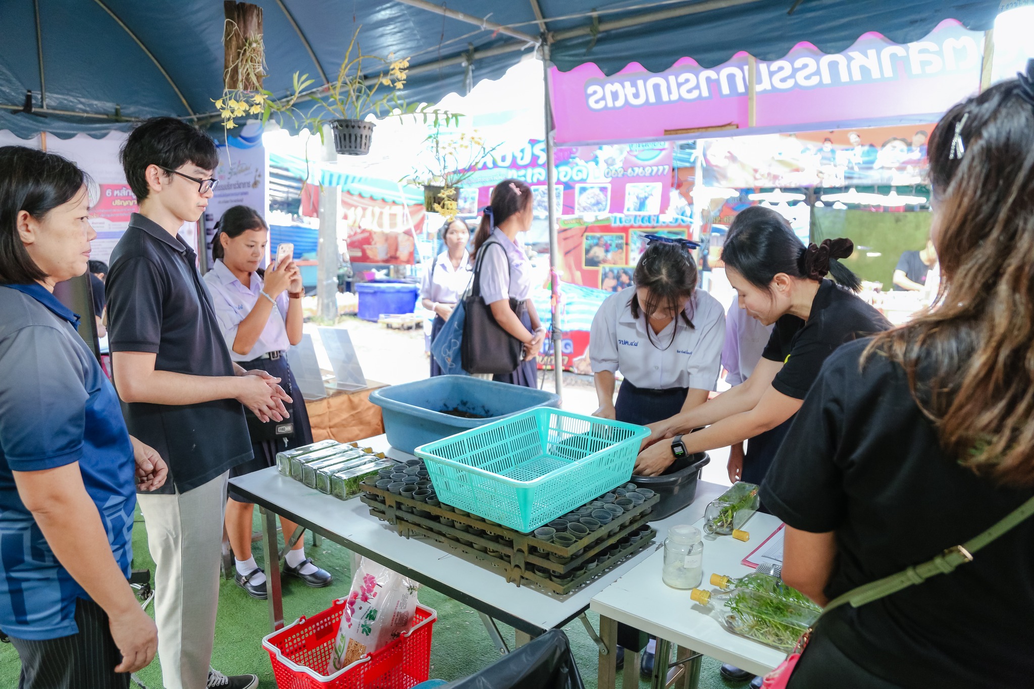 เทคนิคการนำกล้วยไม้เหลืองจันทบูรออกจากขวดและการดูแล